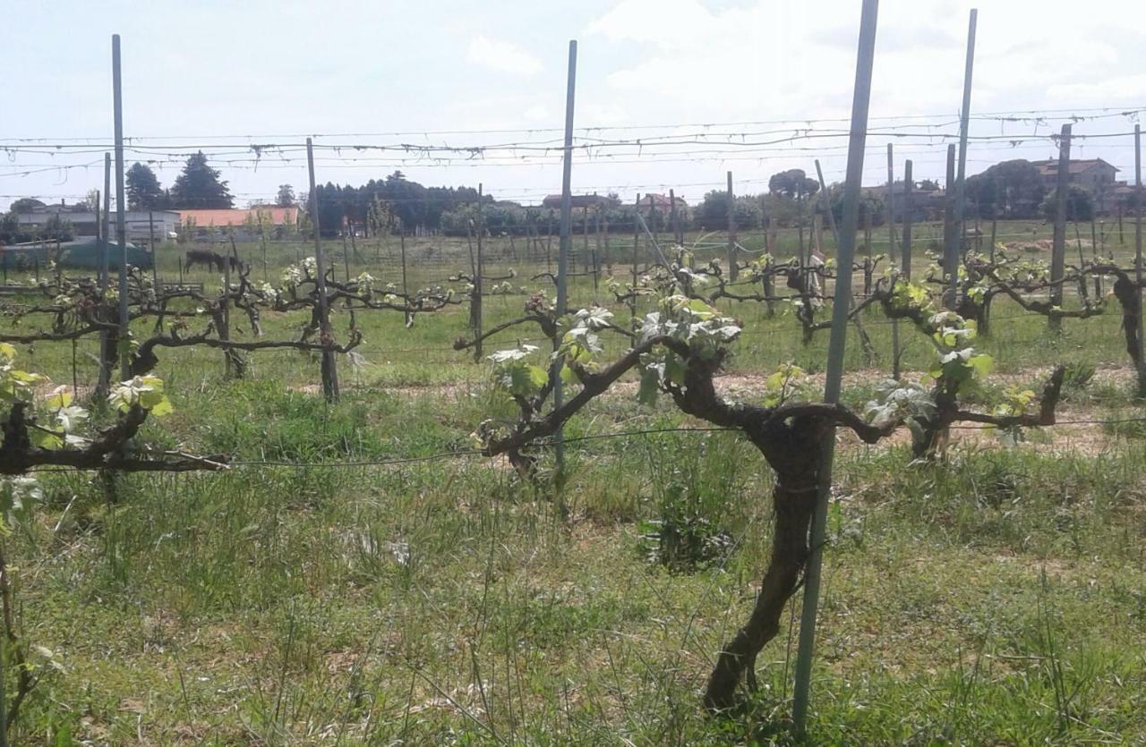 Podere Alberello Торрита-ди-Сьена Экстерьер фото